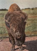 Buffalo Xing by Nathan Novack
